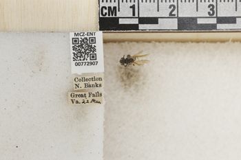 Media type: image;   Entomology 772907 Aspect: Labels